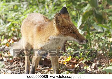 Hokkaido fox View Large Photo Image Stock Photography - Hokkaido fox. Fotosearch