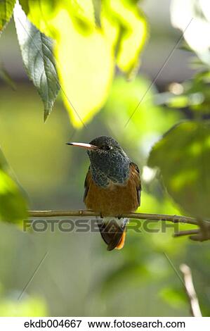 Stock Photo - Hummingbird. Fotosearch