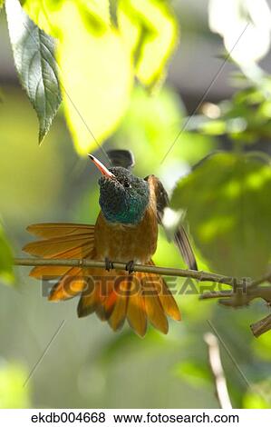 Hummingbird View Large Photo Image Stock Photo - Hummingbird. Fotosearch