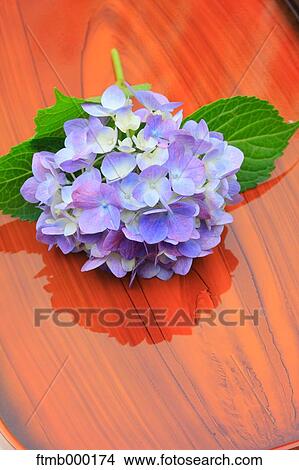 Picture - Hydrangea flowers. Fotosearch