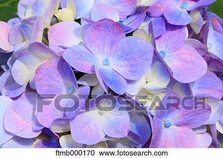 Stock Image - Hydrangea flowers. Fotosearch