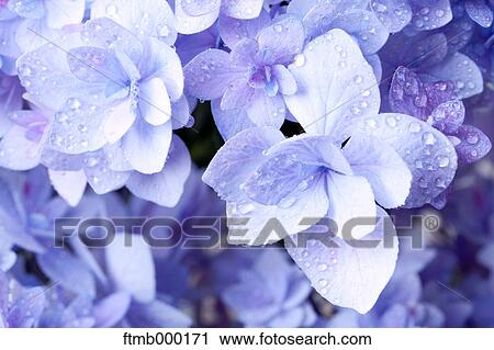 Stock Image - Hydrangea flowers. Fotosearch