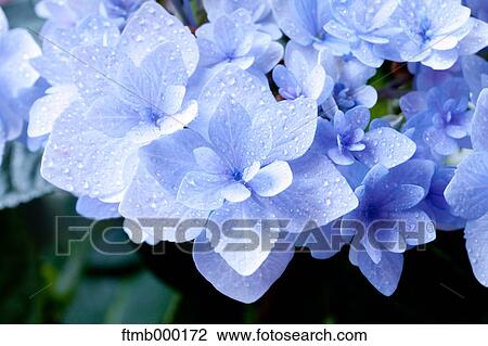 Hydrangea flowers View Large Photo Image Stock Image - Hydrangea flowers. Fotosearch