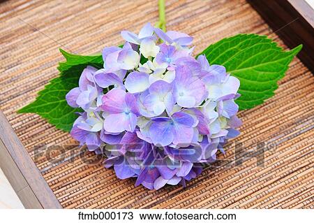 Stock Image - Hydrangea flowers. Fotosearch