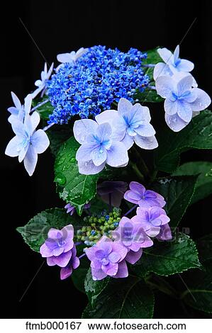 Stock Photo - Hydrangea flowers. Fotosearch