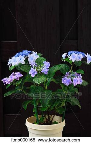 Hydrangea flowers View Large Photo Image Stock Photo - Hydrangea flowers. Fotosearch