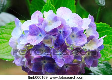 Stock Photo - Hydrangea flowers. Fotosearch