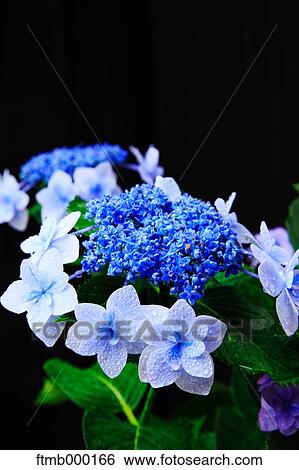 Stock Photograph - Hydrangea flowers. Fotosearch