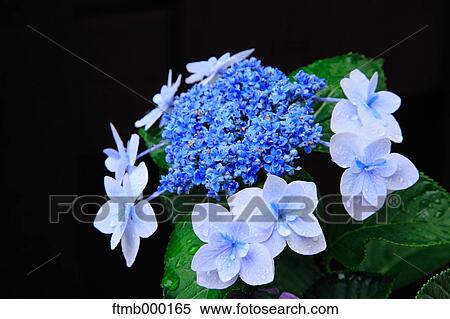 Stock Photography - Hydrangea flowers. Fotosearch