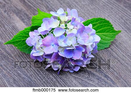 Stock Photography - Hydrangea flowers. Fotosearch