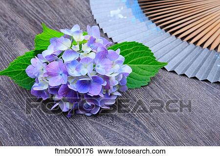 Hydrangea View Large Photo Image Stock Photograph - Hydrangea. Fotosearch