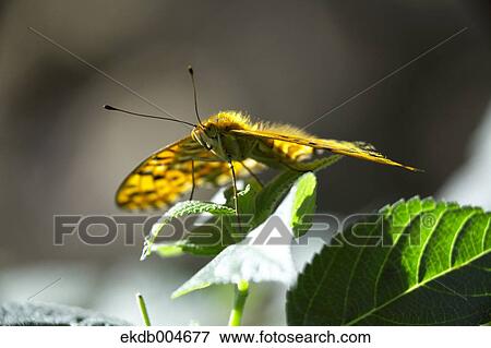 Stock Photo - Indian Fritillary. Fotosearch