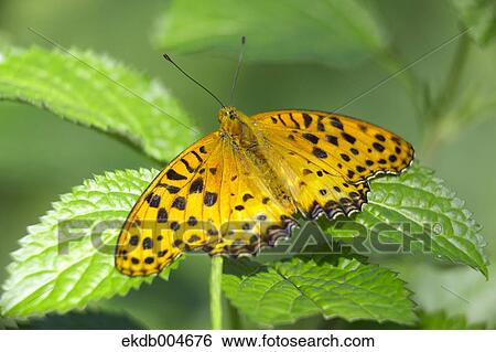 Stock Photograph - Indian Fritillary. Fotosearch