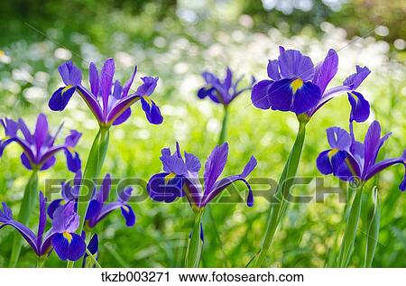 Stock Image - Iris flowers. Fotosearch