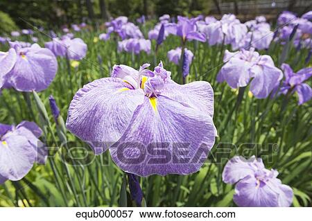 Stock Photo - Iris flowers. Fotosearch
