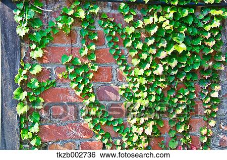 Ivy on brick wall View Large Photo Image Stock Photograph - Ivy on brick wall. Fotosearch