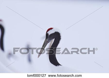 Japanese Crane, Hokkaido View Large Photo Image Stock Photo - Japanese Crane, Hokkaido. Fotosearch