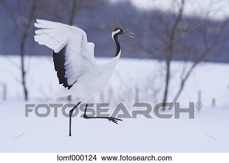 Picture - Japanese cranes, Hokkaido. Fotosearch