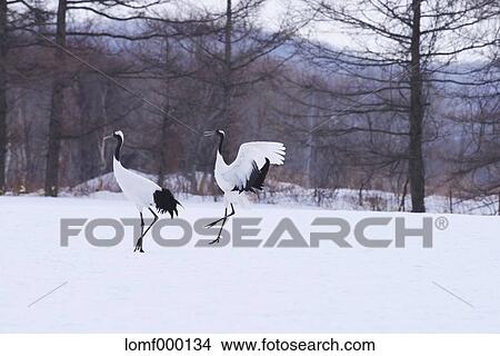 Japanese cranes, Hokkaido View Large Photo Image Picture - Japanese cranes, Hokkaido. Fotosearch