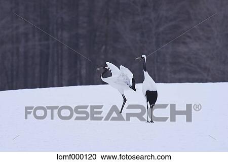 Japanese cranes, Hokkaido View Large Photo Image Stock Image - Japanese cranes, Hokkaido. Fotosearch