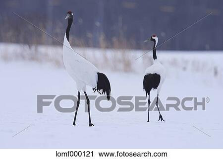 Japanese cranes, Hokkaido View Large Photo Image Stock Image - Japanese cranes, Hokkaido. Fotosearch