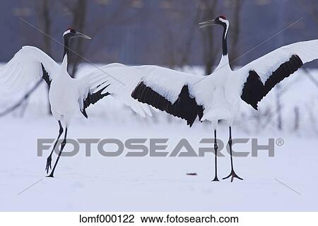 Stock Image - Japanese cranes, Hokkaido. Fotosearch