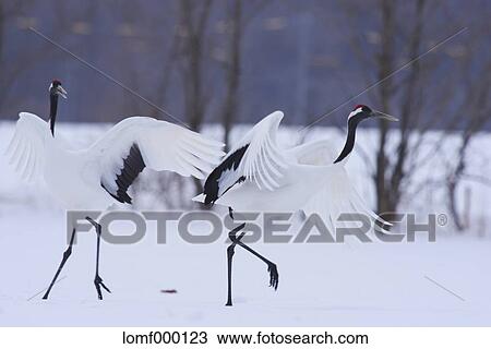 Japanese cranes, Hokkaido View Large Photo Image Stock Image - Japanese cranes, Hokkaido. Fotosearch