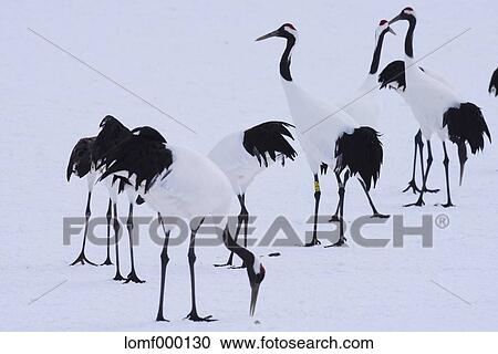 Japanese Cranes, Hokkaido View Large Photo Image Stock Image - Japanese Cranes, Hokkaido. Fotosearch