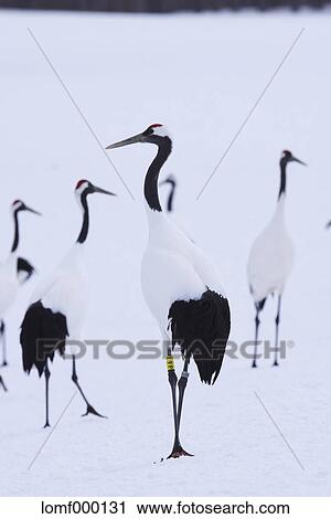 Japanese cranes, Hokkaido View Large Photo Image Stock Image - Japanese cranes, Hokkaido. Fotosearch
