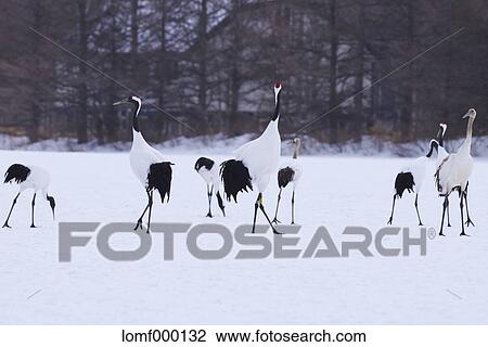 Japanese cranes, Hokkaido View Large Photo Image Stock Image - Japanese cranes, Hokkaido. Fotosearch