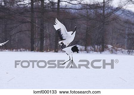 Japanese cranes, Hokkaido View Large Photo Image Stock Image - Japanese cranes, Hokkaido. Fotosearch