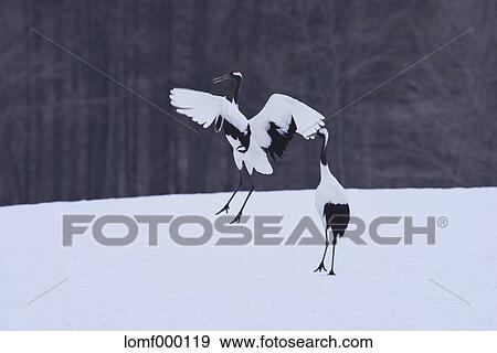 Japanese cranes, Hokkaido View Large Photo Image Stock Photo - Japanese cranes, Hokkaido. Fotosearch