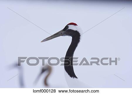 Japanese cranes, Hokkaido View Large Photo Image Stock Photo - Japanese cranes, Hokkaido. Fotosearch