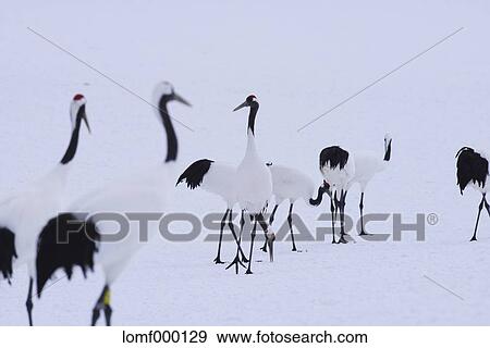 Japanese cranes, Hokkaido View Large Photo Image Stock Photo - Japanese cranes, Hokkaido. Fotosearch