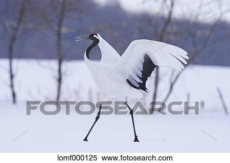 Japanese cranes, Hokkaido View Large Photo Image Stock Photography - Japanese cranes, Hokkaido. Fotosearch