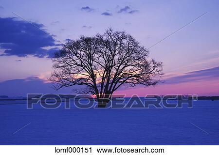 Japanese Elm tree in snow field and morning sky View Large Photo Image Stock Image - Japanese Elm tree in snow field and morning sky. Fotosearch