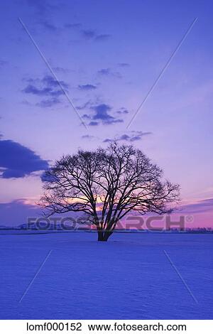 Japanese Elm tree in snow field and morning sky View Large Photo Image Stock Image - Japanese Elm tree in snow field and morning sky. Fotosearch