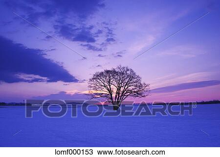 Stock Image - Japanese Elm tree in snow field and morning sky. Fotosearch