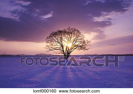 Japanese Elm tree in snow field and morning sky View Large Photo Image Stock Image - Japanese Elm tree in snow field and morning sky. Fotosearch