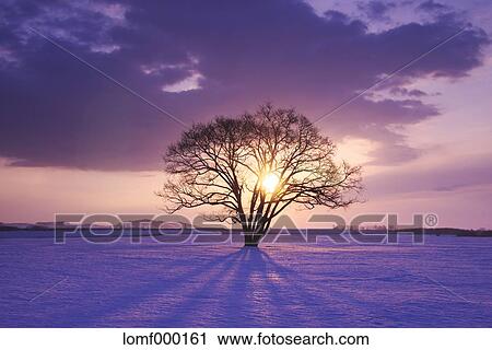Stock Image - Japanese Elm tree in snow field and morning sky. Fotosearch