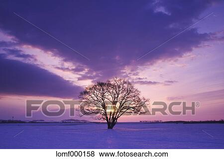 Stock Photo - Japanese Elm tree in snow field and morning sky. Fotosearch