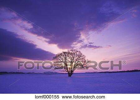Stock Photography - Japanese Elm tree in snow field and morning sky. Fotosearch
