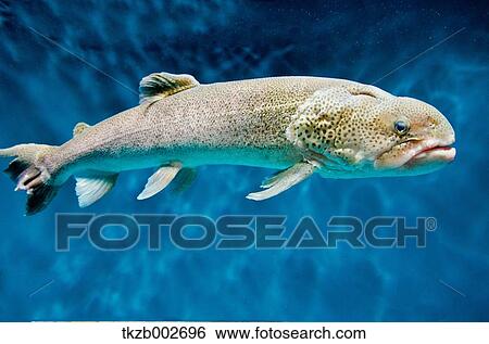 Stock Photograph - Japanese Huchen. Fotosearch