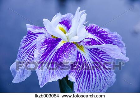 Picture - Japanese iris. Fotosearch