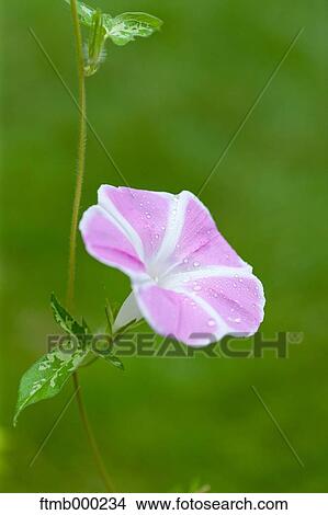 Japanese Morning Glory View Large Photo Image Picture - Japanese Morning Glory. Fotosearch