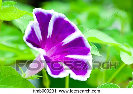Japanese Morning Glory View Large Photo Image Stock Image - Japanese Morning Glory. Fotosearch
