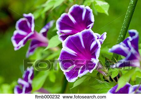 Japanese Morning Glory View Large Photo Image Stock Image - Japanese Morning Glory. Fotosearch