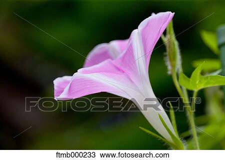 Japanese Morning Glory View Large Photo Image Stock Image - Japanese Morning Glory. Fotosearch