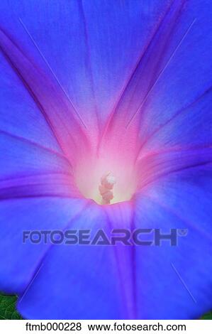 Stock Photo - Japanese Morning Glory. Fotosearch