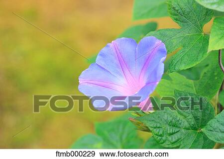 Japanese Morning Glory View Large Photo Image Stock Photo - Japanese Morning Glory. Fotosearch